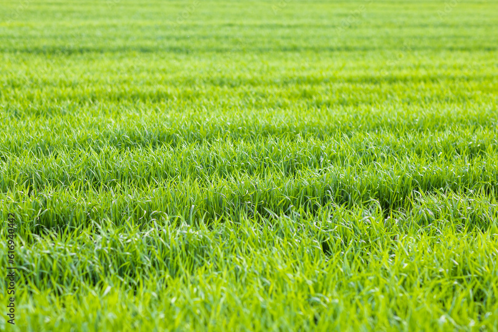 Close-up on grass on a meadow with paths against a cloudy sky Close-up on grass on a meadow with paths against a cloudy sky