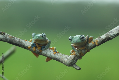 frog, flying frog, green frog, two green frogs on a wooden branch against a green background