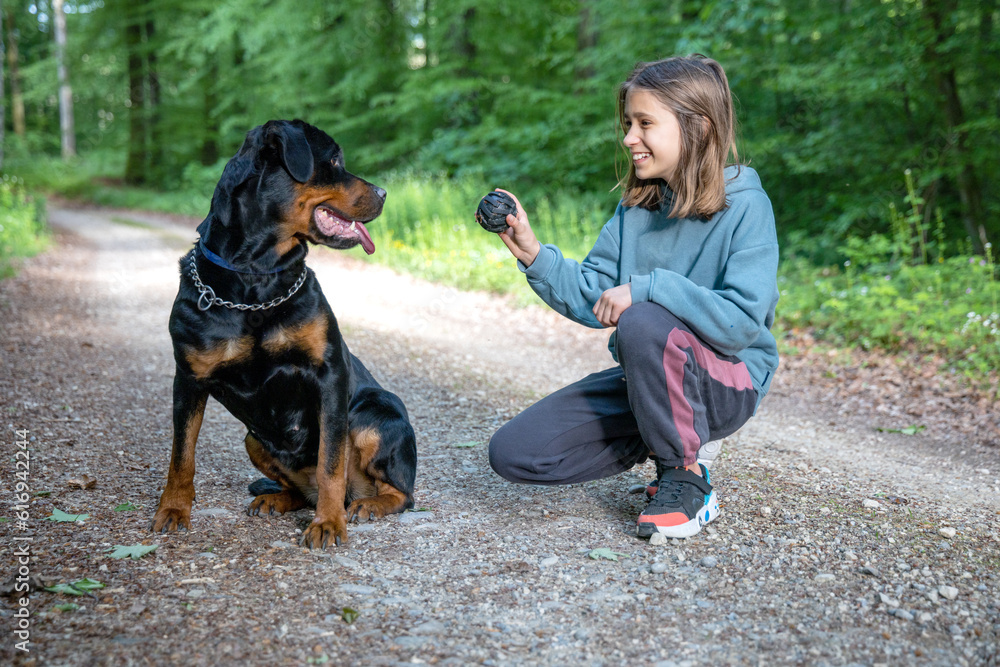 A little girl plays with a ball-toy with her dog of the Rottweiler breed on a path in a forest A little girl plays with a ball-toy with her dog of the Rottweiler breed on a path in a forest