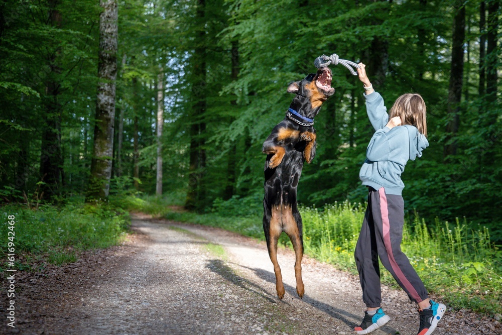 A dog of the Rottweiler breed tries to catch a ball held by a little girl in a forest