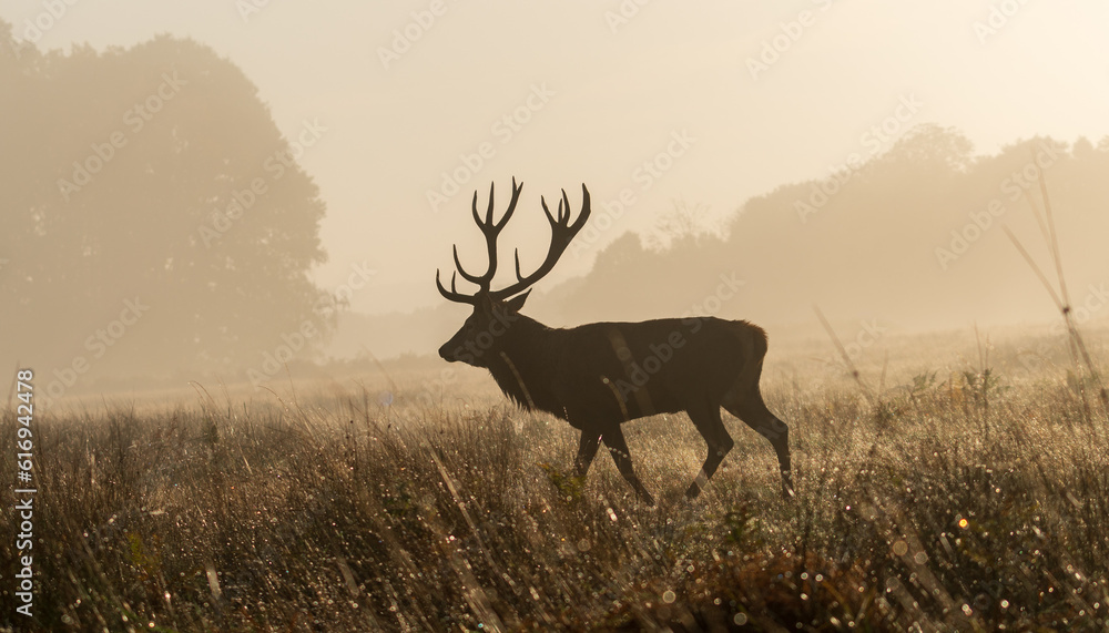 deer in the sunset