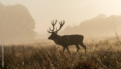 Obraz na płótnie deer in the sunset w salonie