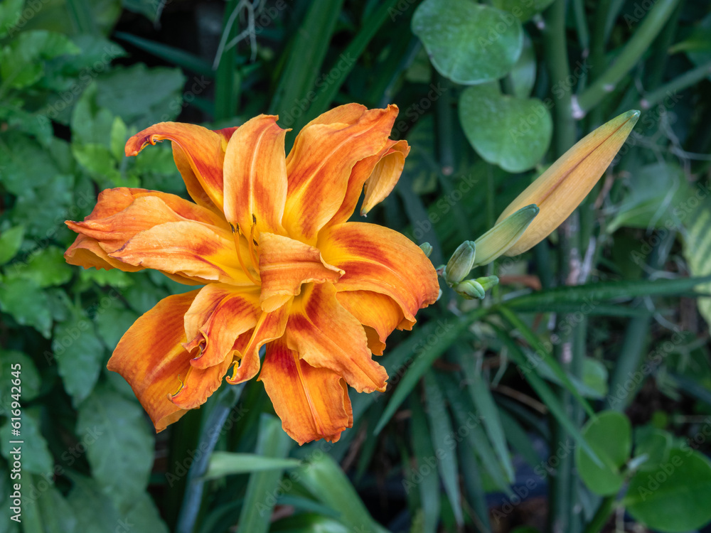 Closeup view of bright orange and red blooming flower of hemerocallis fulva kwanso aka orange daylily with buds in garden Closeup view of bright orange and red blooming flower of hemerocallis fulva kwanso aka orange daylily with buds in garden