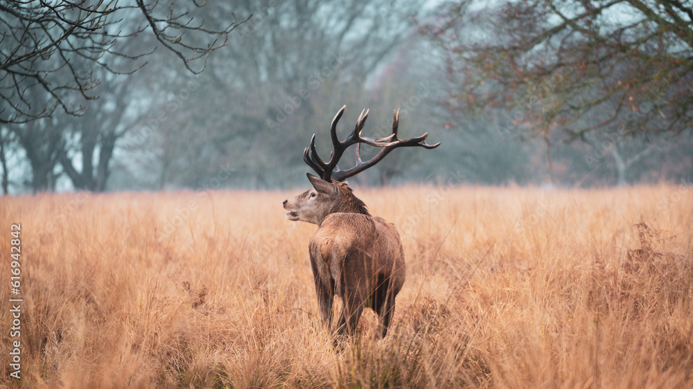 deer stag