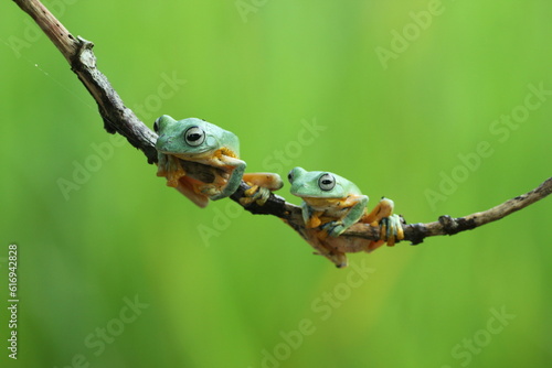 frog, flying frog, green frog, two green frogs on a wooden branch against a green background