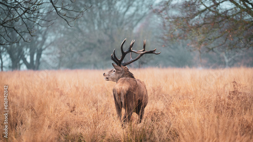Obraz na płótnie deer stag w salonie