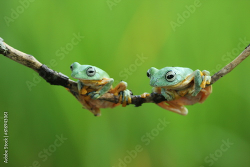 frog, flying frog, green frog, two green frogs on a wooden branch against a green background