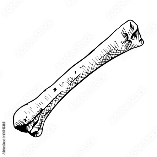 Illustration of a bone. Vector hand-drawn sketch. Isolated on white.