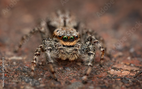 Wallpaper Mural jumping spider on the ground Torontodigital.ca