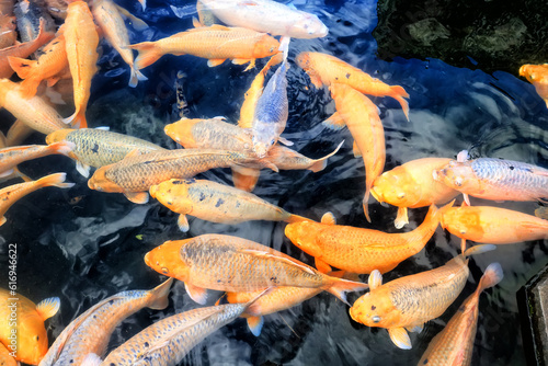 multicolored carp in black water asia background pond oriental nature