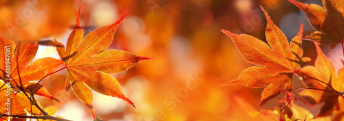 cluseup on beautiful leaf of a japanese maple tree in sunny light - autumnal ...