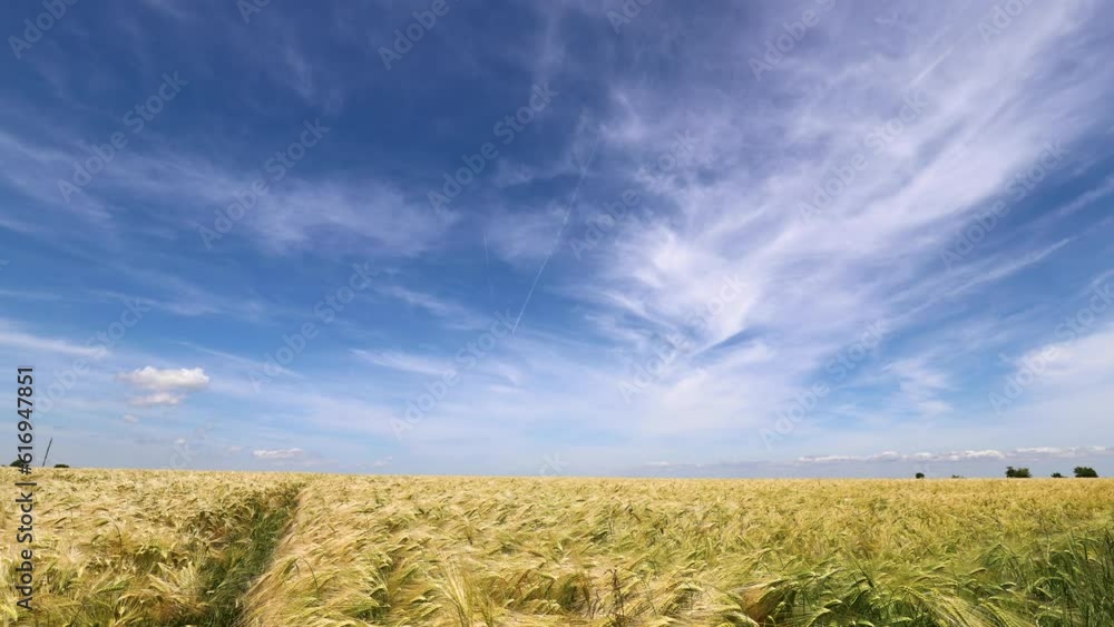 Moving clouds over a wheat field. Agriculture concept Moving clouds over a wheat field. Agriculture concept