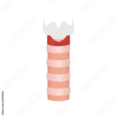 Human trachea icon. Tracheal tube anatomy and function. Tracheitis and stenosis disorder. Esophagus and upper respiratory tract. Medical diagram. Isolated flat vector illustration.