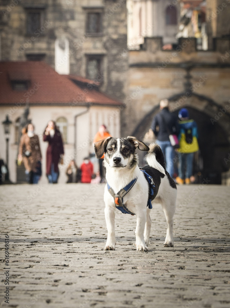 Dog is standing on bridge. He was in center of Prague. She is so patient model.