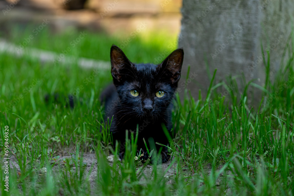 little black kitten playing in the grass