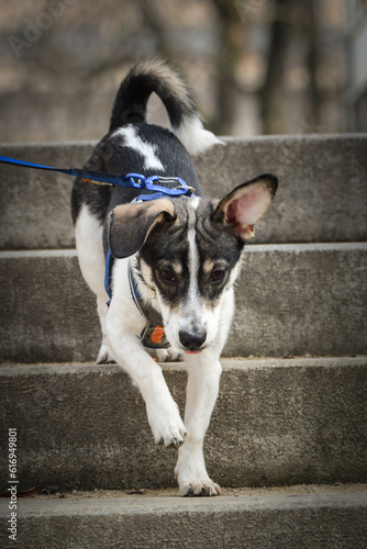 Dog is going down from the top of the stairs. She is in center of Prague. She is so patient model. © doda