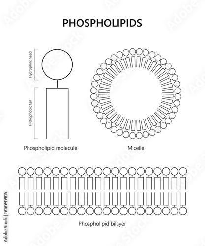 Phospholipid molecule, Lipid bilayer, Micelle (black and white)