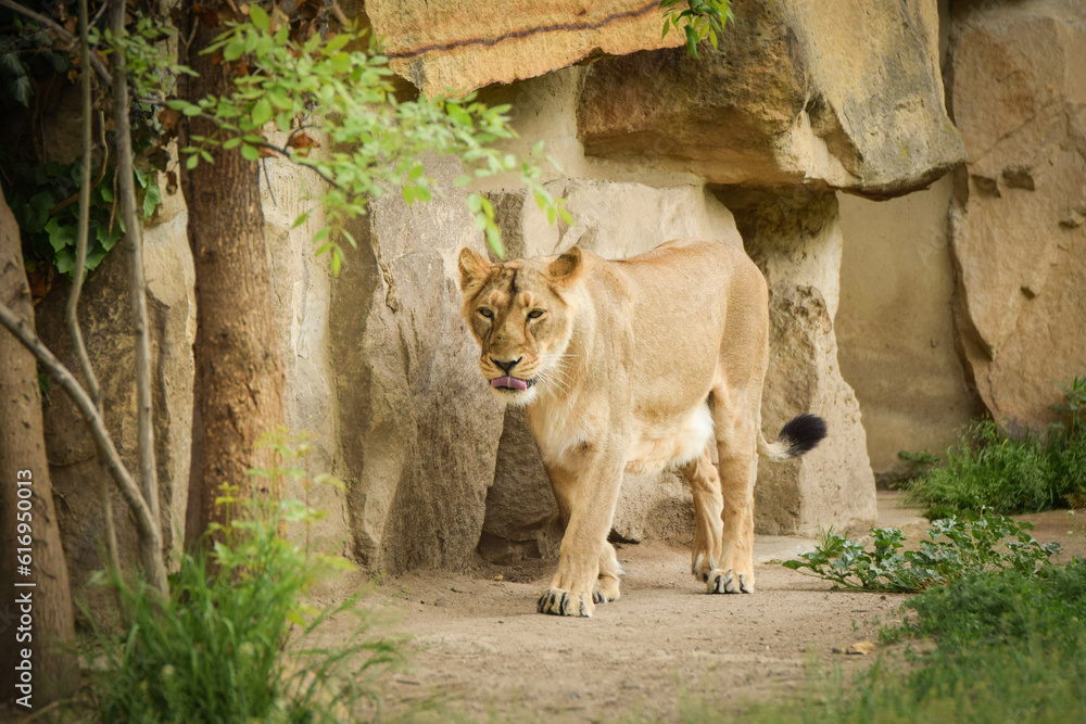 Obraz premium Lion in zoo habitat in the Czech republic. Portrait of beautiful lion in zoo habitat.