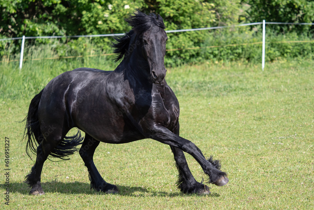 Friesian horse running in the meadow