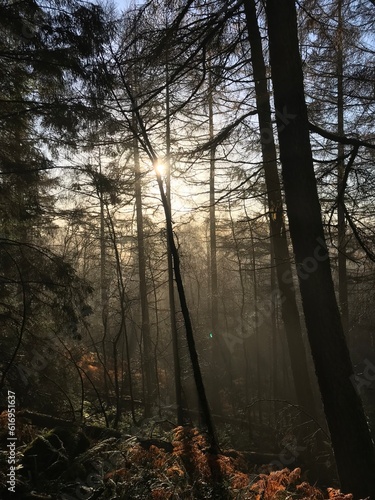 Mystical forest in autumn just above Loch Lomond  Scotland