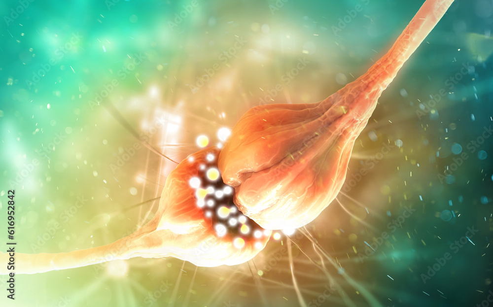 Synaptic transmission. Structure of a typical chemical synapse. 3D