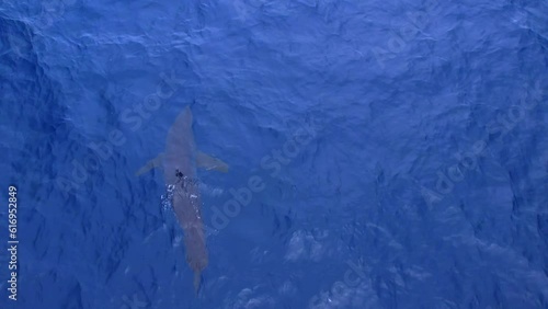 Aerial view of a large Short Fin Mako Shark hunting off the Southern California waters near San Clemente Pier. photo