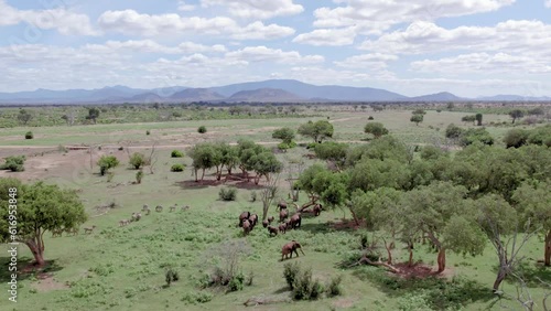 Aerial stock footage of elephants walking through trees, Tsavo national park, Kenya photo