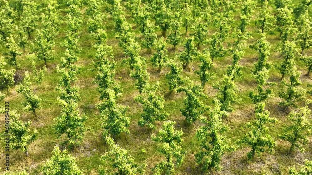 Top view of the apple orchard. Well-kept young apple trees that are evenly planted. Big apple orchard in autumn Top view of the apple orchard. Well-kept young apple trees that are evenly planted. Big apple orchard in autumn