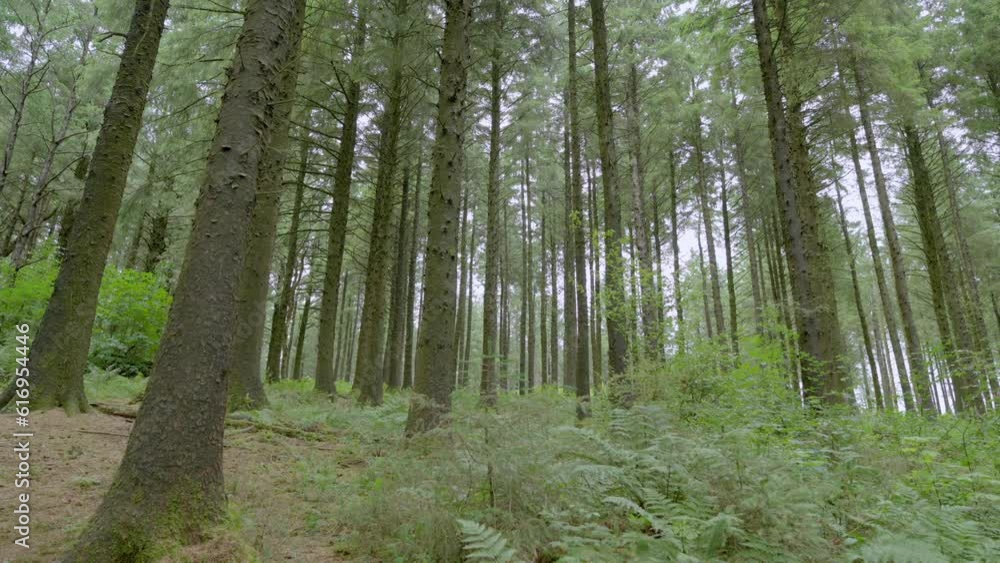 English pine forest interior, slow motion, Lancashire, UK, Sony FX30 English pine forest interior, slow motion, Lancashire, UK, Sony FX30