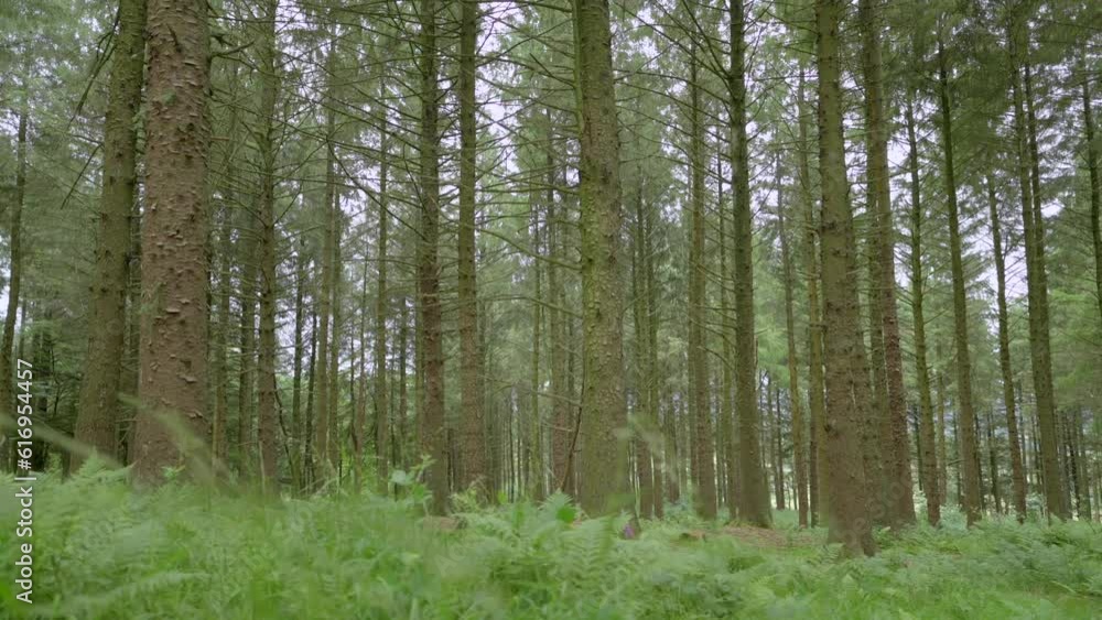 Lateral pan of English pine forest with fern foreground parallax in English woodland, Lancashire, UK, Sony FX30 Lateral pan of English pine forest with fern foreground parallax in English woodland, Lancashire, UK, Sony FX30