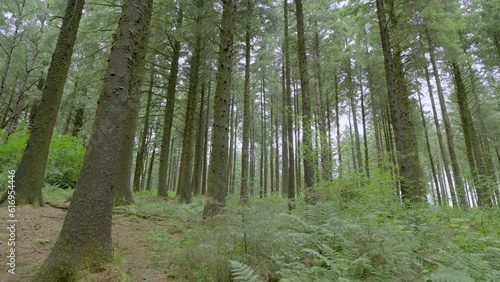 Wallpaper Mural English pine forest interior, slow motion, Lancashire, UK, Sony FX30 Torontodigital.ca