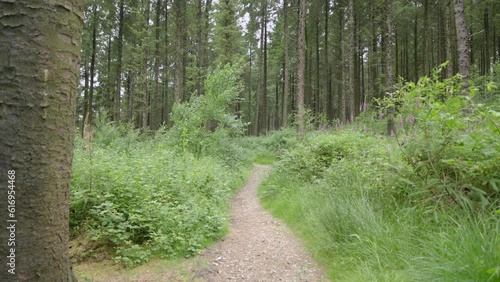 Moving slowly along pine forest pathway, English countryside, Lancashire, UK, Sony FX30 photo