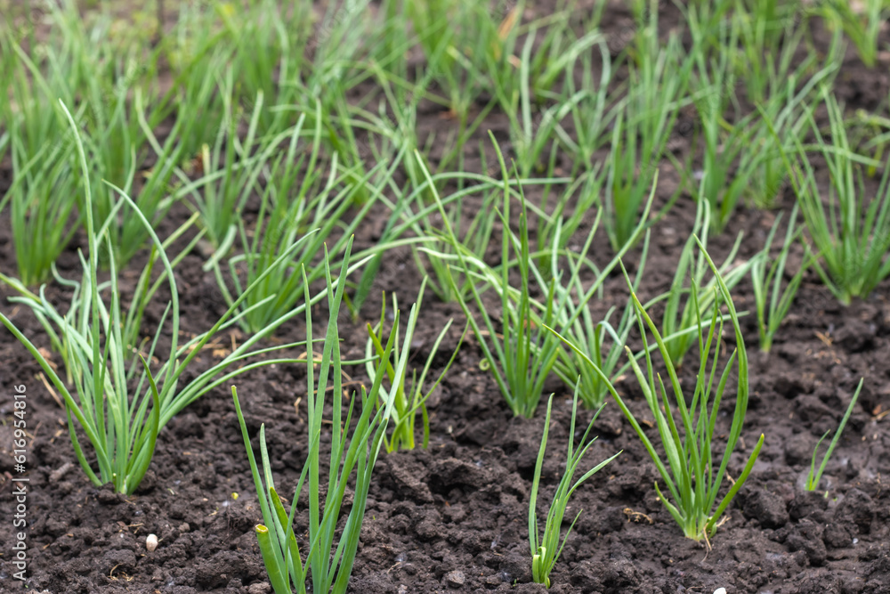 Beautiful onion plants on the farm. Green onions growing in the field. Beautiful onion plants on the farm. Green onions growing in the field.
