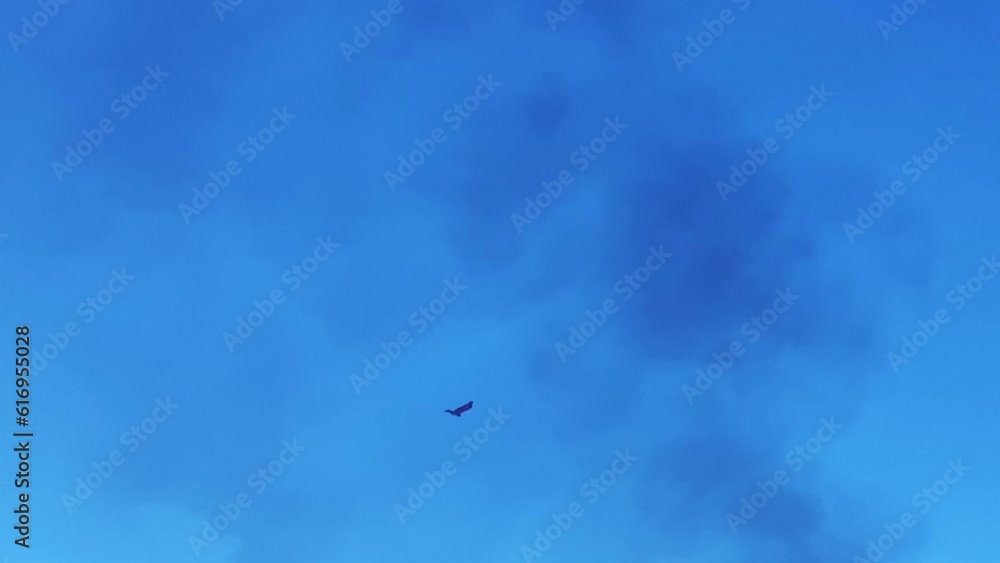 Hawk soaring high through black smoke in the sky with blue sky and clouds. Environment pollution harming birds and animals concept Hawk soaring high through black smoke in the sky with blue sky and clouds. Environment pollution harming birds and animals concept