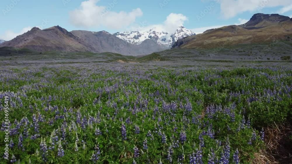 Lupin Field in the iceland