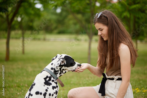 a young girl treats a Dalmatian dog in the park. dog training concept