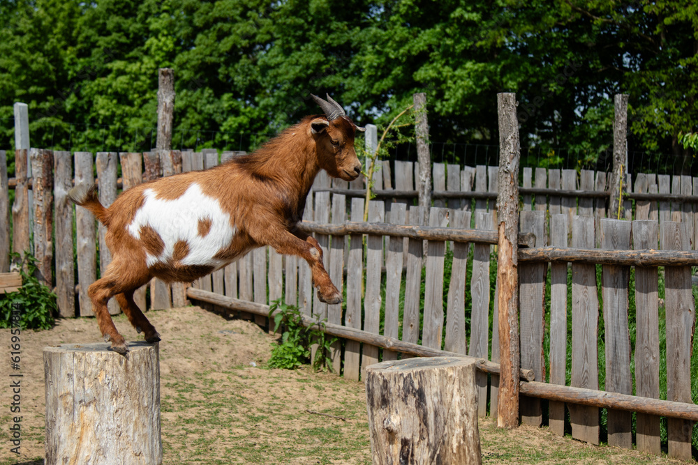 A young goat jumps from one wooden log to another. One goat on a farm