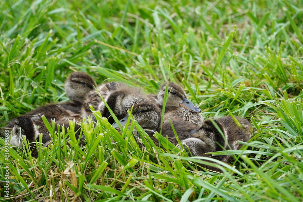 Ducklings on the grass. Small ducks near the lake. Ducklings on the grass. Small ducks near the lake.