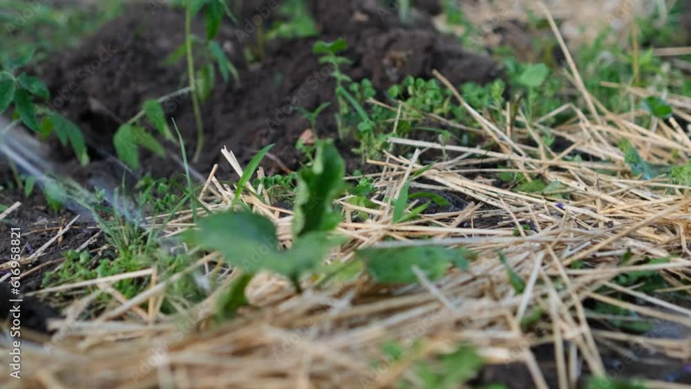 Close-up of water falling on grass with hay. Watering the garden. Close-up of water falling on grass with hay. Watering the garden.