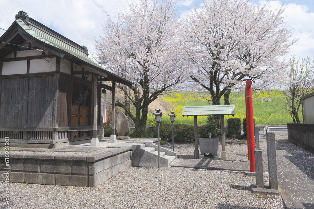 Sakura Cherry Blossom with Shrine Photo