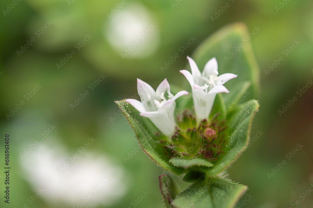 Richardia scabra, macro photography, close-up, white flowers, green leaves