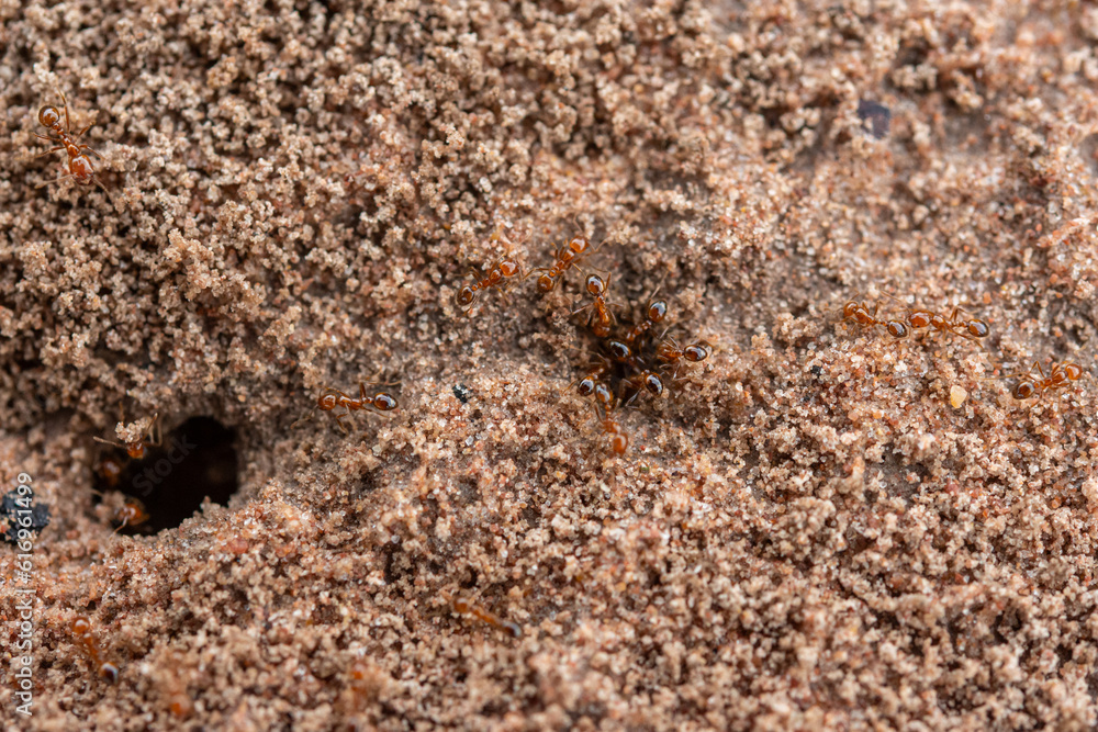 Ant nest Many worker ants come and go from the nest. Ant nest Many worker ants come and go from the nest.