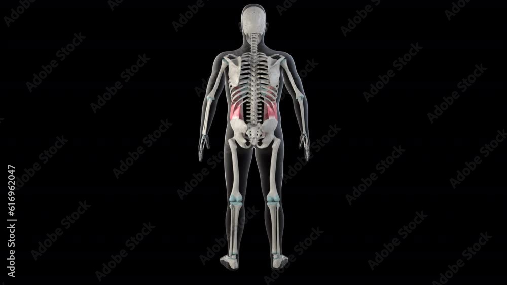 External Abdominal Oblique Muscles on Whole Human Body External Abdominal Oblique Muscles on Whole Human Body