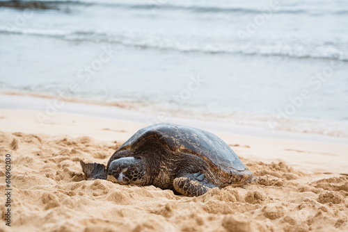 Meeresschildkröte am Strand. Schildkröte 