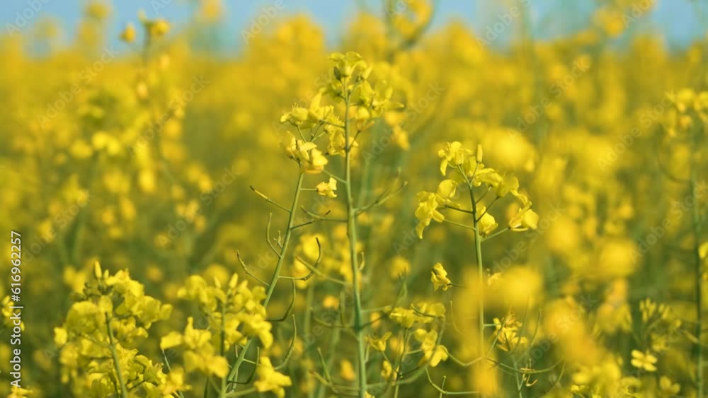 Field of flowering rapeseed crop, growing blooming canola close up. Work in agronomic farm for business and production organic food Field of flowering rapeseed crop, growing blooming canola close up. Work in agronomic farm for business and production organic food