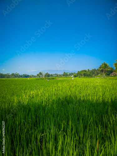 Green nature landscape with paddy fields against blue sky background