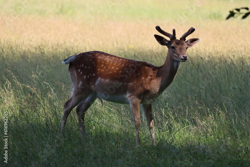 European fallow deer