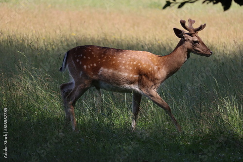 Fototapeta Naklejka Na Ścianę i Meble -  European fallow deer