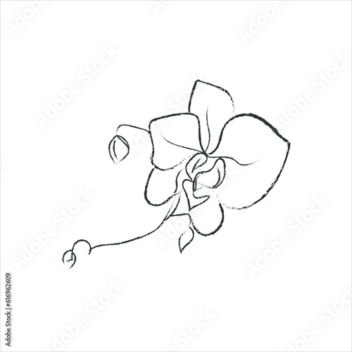 Hand Drawn Orchid Flower Arrangement. Floral Decorative Design Element. Blossom - 1