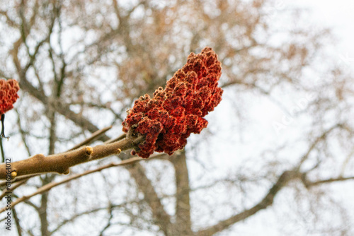 A tree branch with green leaves and the word maple on it. High quality photo photo